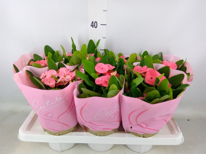 <h4>Euphorbia milii 'Charlotte'</h4>