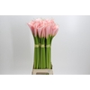 Zantedeschia Eydolls Pink