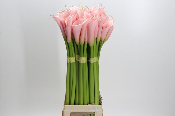 <h4>Zantedeschia Eydolls Pink</h4>