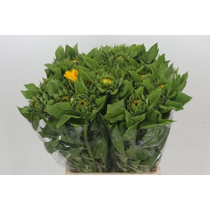 Helianthus annuus 'Vincent's Choice'