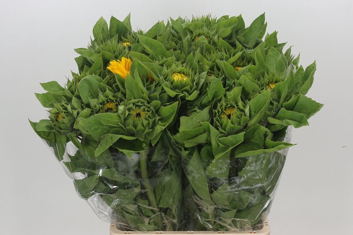 Helianthus annuus 'Vincent's Choice'