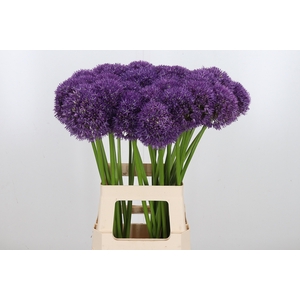 Allium Pinball Wizar