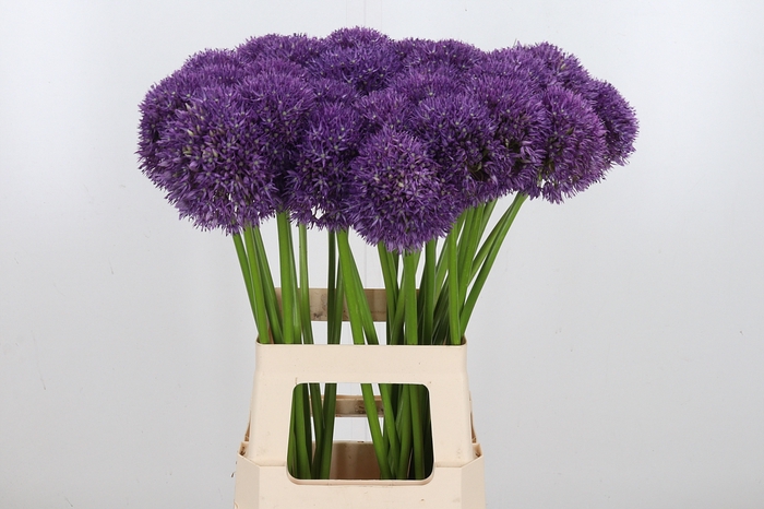 <h4>Allium Pinball Wizar</h4>