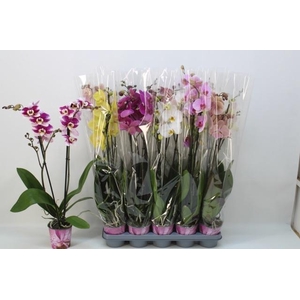 PHAL GEM 5 KL