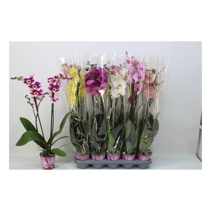 <h4>PHAL GEM 5 KL</h4>