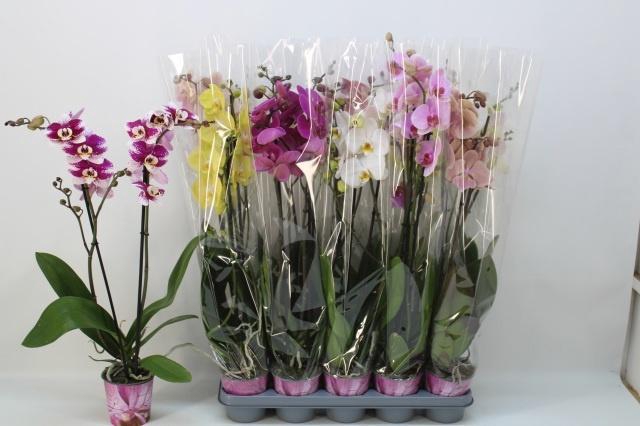 PHAL GEM 5 KL