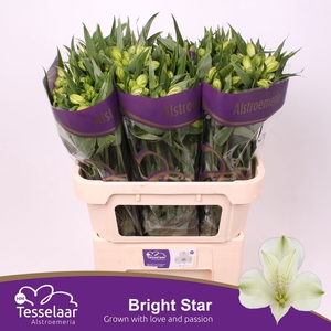 Alstroemeria Bright Star