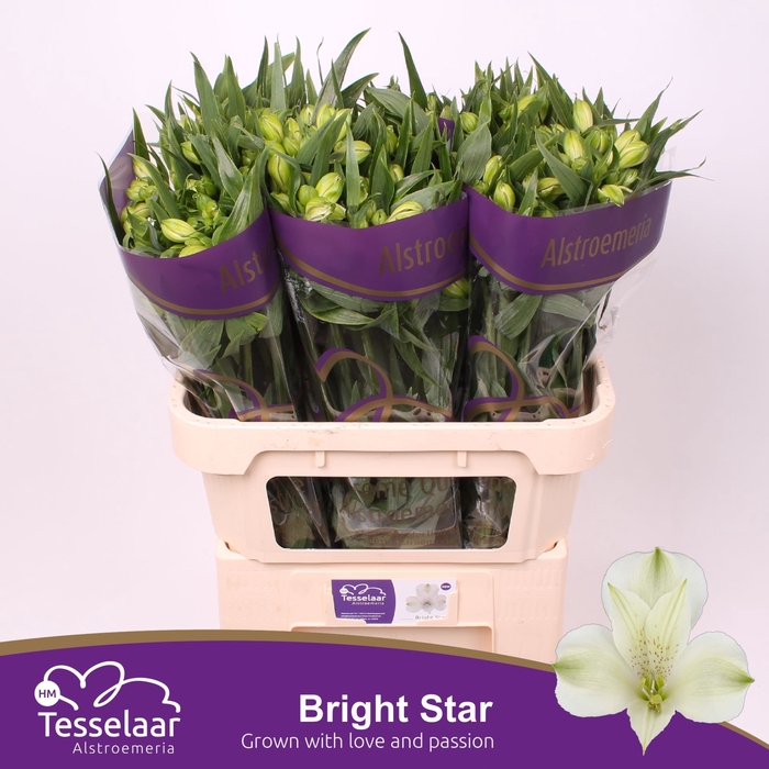 <h4>Alstroemeria Bright Star</h4>