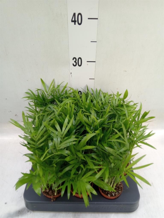 <h4>Chamaedorea elegans</h4>