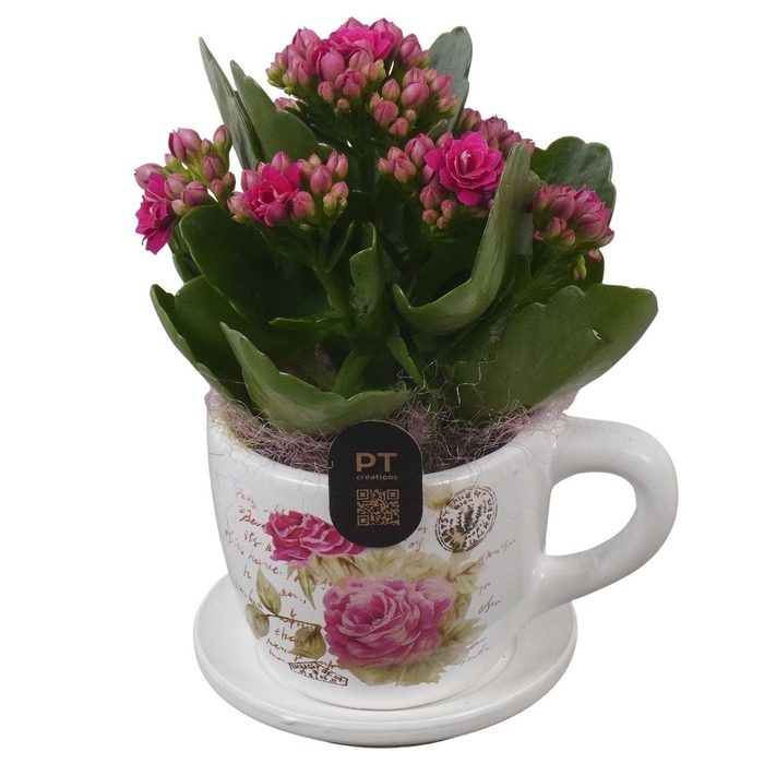 <h4>Arr.    Planten  L%</h4>