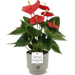 Anthurium 12 cm Esudo in Pure Ivy ceramics