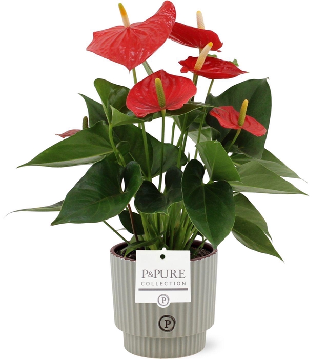 <h4>Anthurium Esudo in Pure Ivy ceramics</h4>