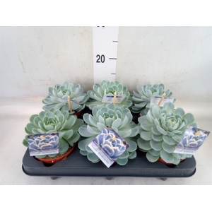 Echeveria   ...