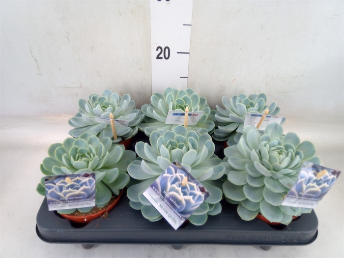 <h4>Echeveria   ...</h4>