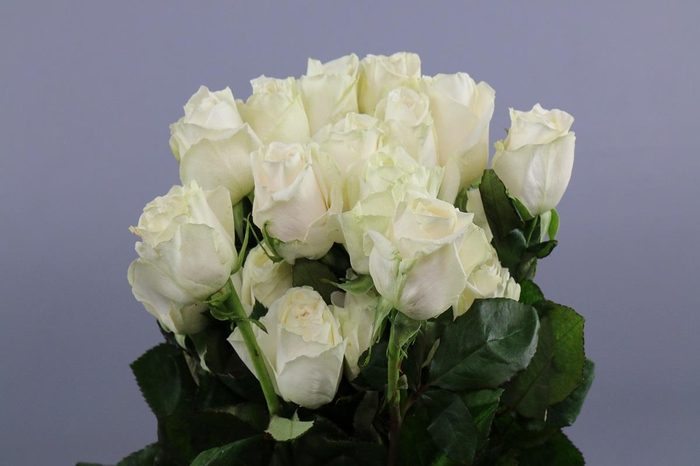 <h4>Rosa ec playa blanca</h4>