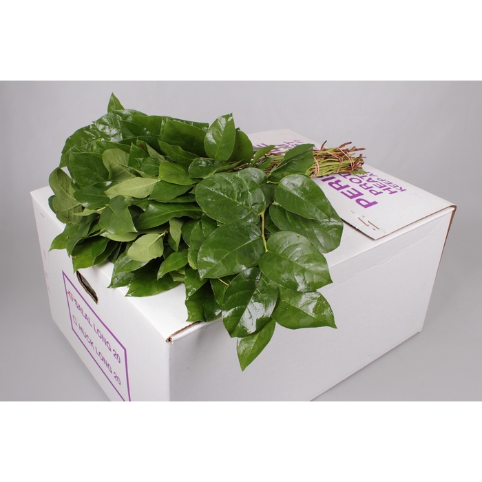 <h4>Salal Extra</h4>