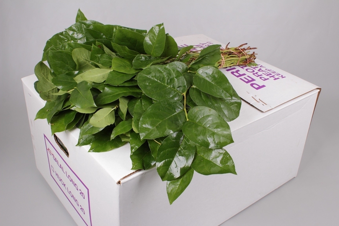 Salal Extra