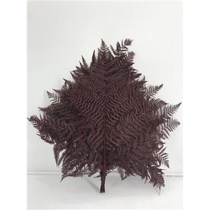 Dr Felce Di Bosco Bl Rossa Red