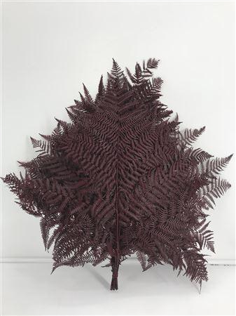 <h4>Dr Felce Di Bosco Bl Rossa Red</h4>