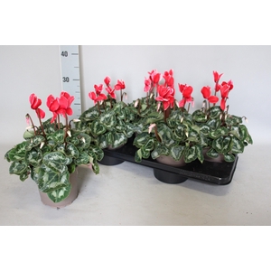 Cyclamen  Super Serie XXL Fuji Red