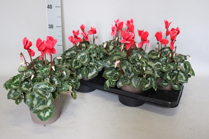 <h4>Cyclamen  Super Serie XXL Fuji Red</h4>