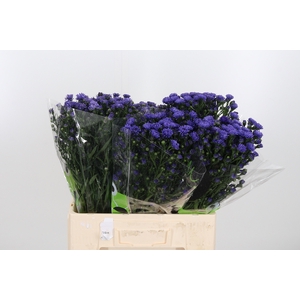 Aster Dark Milka