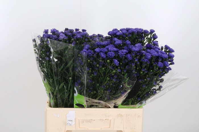 <h4>Aster Dark Milka</h4>