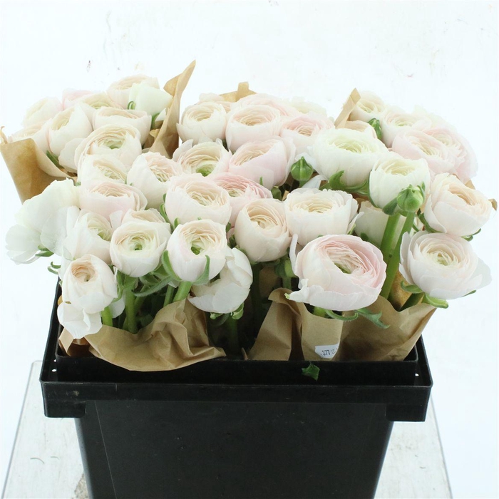 <h4>Ran Su Hanoi Extra (fr)</h4>