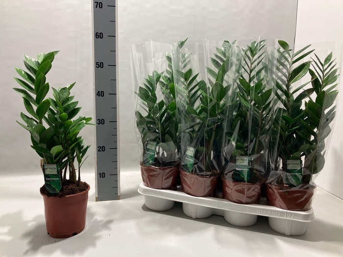 <h4>ZAMIO ZAMIIFOLIA</h4>