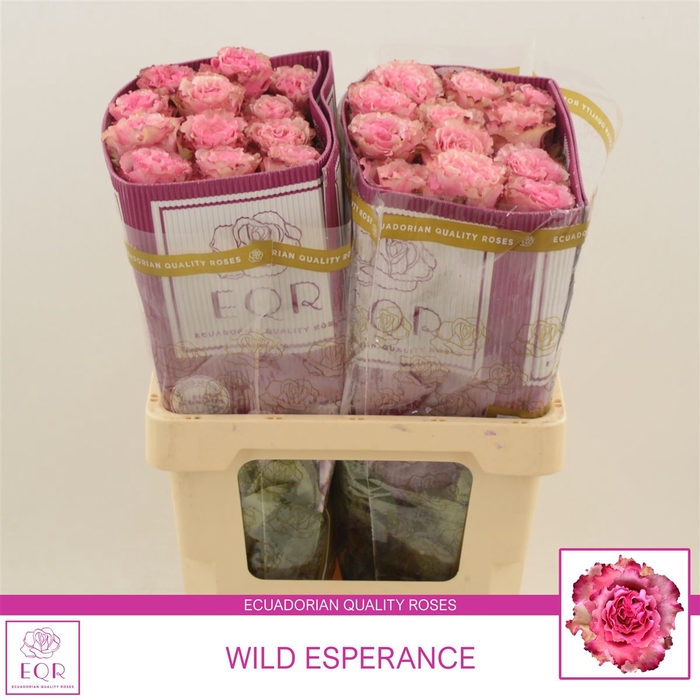 <h4>Rosa gr Wild Esperance</h4>