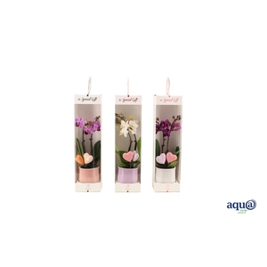 Valencia Mix Tiny Dolls Mix 2T10+ Aqu@ in Giftbox + Hartjes Duo