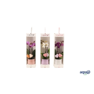 Valencia Mix Tiny Dolls Mix 2T10+ Aqu@ in Giftbox + Hartjes Duo
