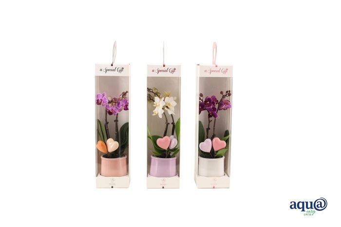 <h4>Valencia Mix Tiny Dolls Mix 2T10+ Aqu@ in Giftbox + Hartjes Duo</h4>