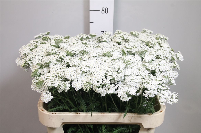 <h4>Achil M White Beauty</h4>