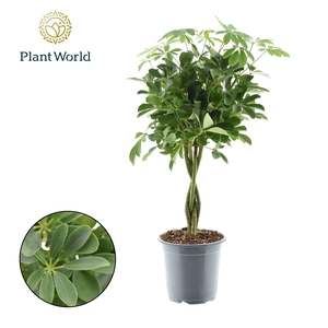 Schefflera Compacta