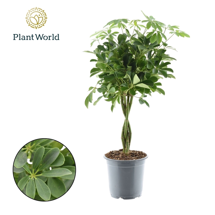 <h4>Schefflera Compacta</h4>