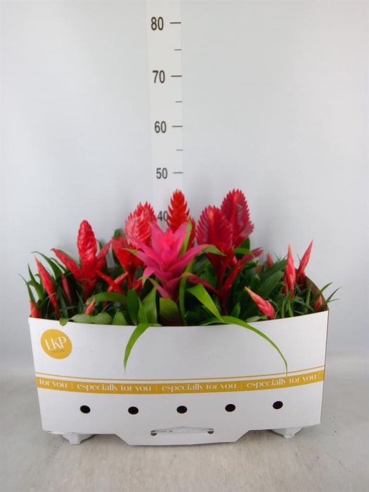 <h4>Bromelia   ...mix</h4>