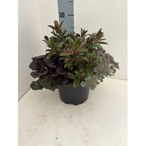 VASTE PL GEM IN POT