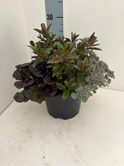 <h4>VASTE PL GEM IN POT</h4>