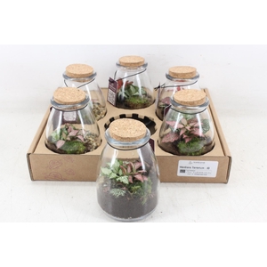 arr3 WR - Terrarium 10