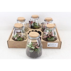 arr3 WR - Terrarium 10