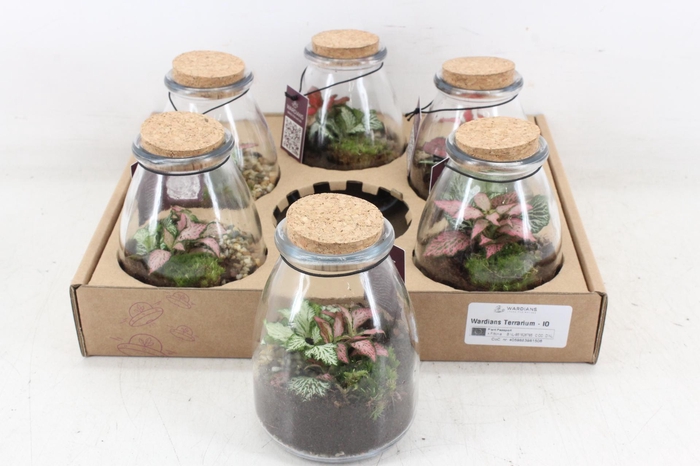 <h4>arr3 WR - Terrarium 10</h4>