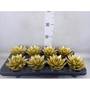 Echeveria  'Miranda'