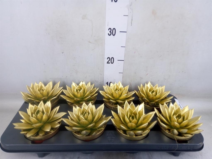 <h4>Echeveria  'Miranda'</h4>