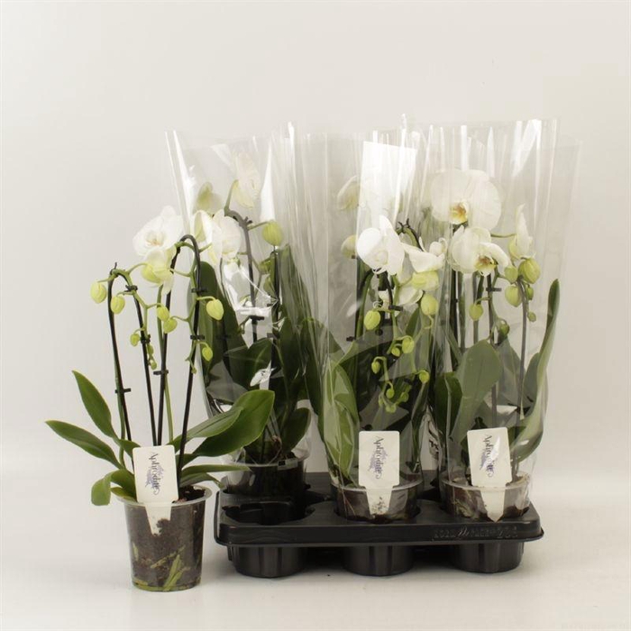 <h4>PHAL EL CASCADE</h4>