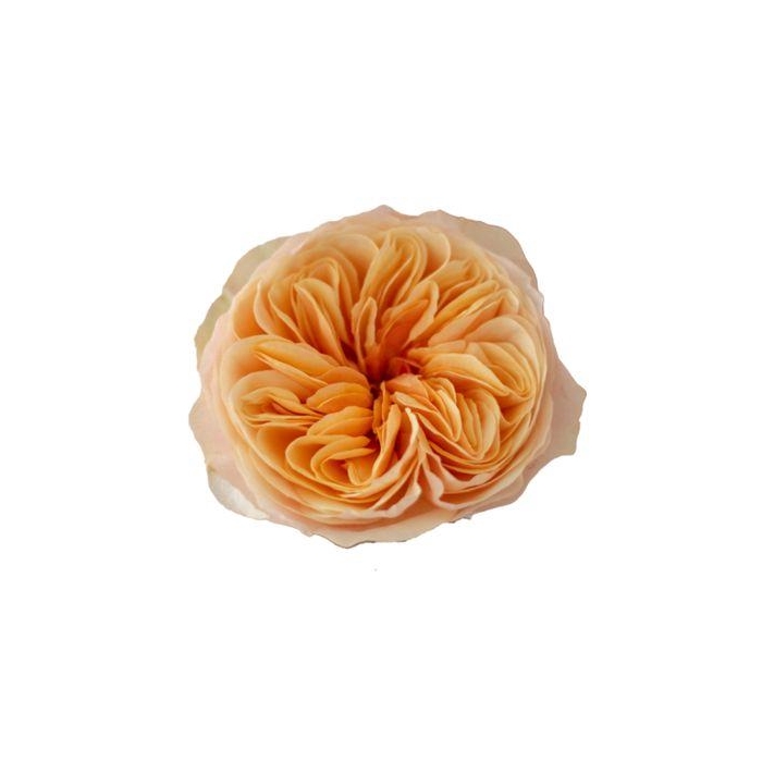 <h4>R Gr Tip Top</h4>