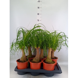 Beaucarnea recurvata