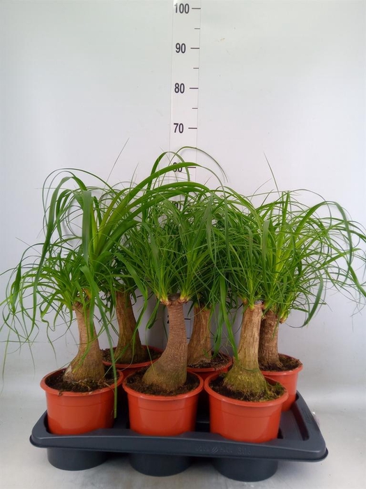 <h4>Beaucarnea recurvata</h4>