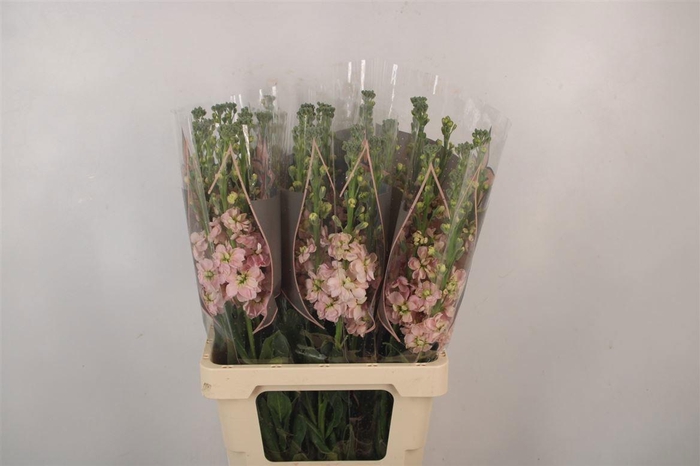 <h4>MATTH PHANT APRICOT</h4>