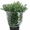 Euc. Parvifolia (Per Stem)